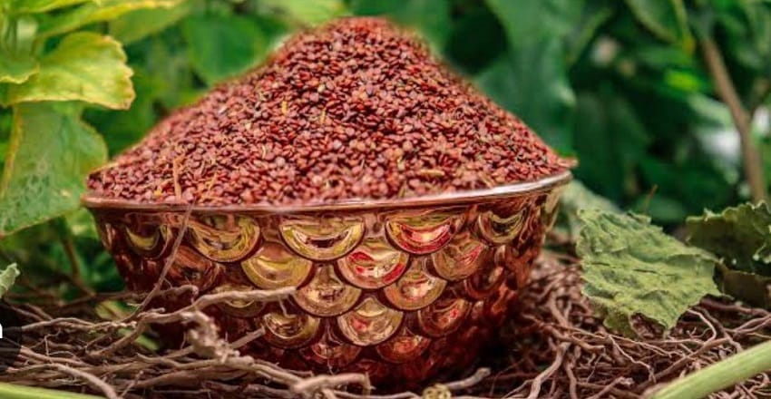 Chandrashoor seeds