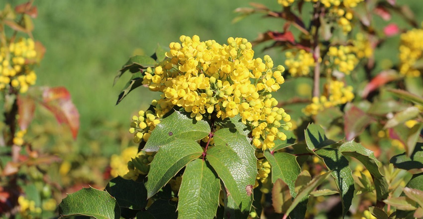 Berberine: The Golden Alkaloid Transforming Modern Wellness : Triglycerides, Insulin Resistance, Weightloss
