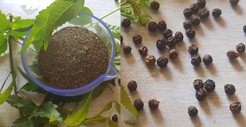 Neem leaves with black pepper in April Ayurvedic detox and immunity benefits